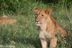 IMG 8487-Kenya, lion in Masai Mara